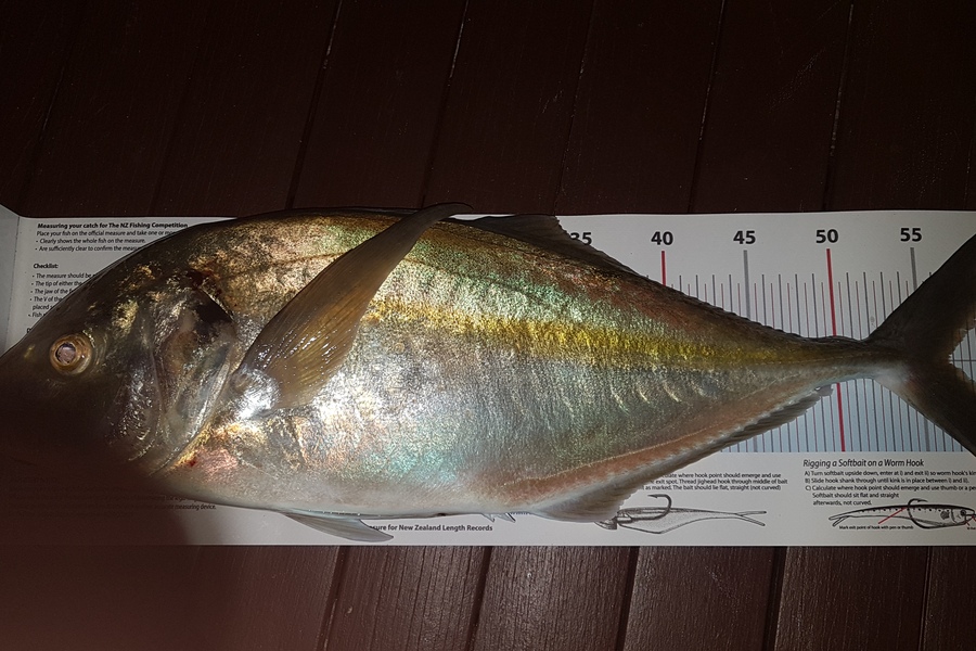 Paul  Alexander caught this 56.5cm Trevally at Northland during The Export NZ Fishing Competition