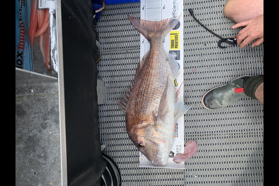 Joel Kennedy caught this 82.0cm Snapper at Northland during The Export NZ Fishing Competition