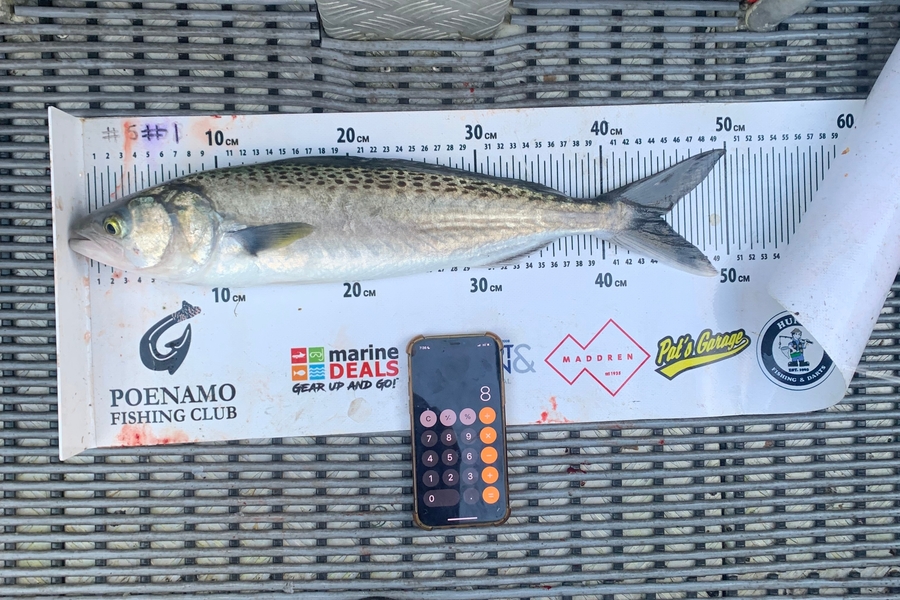 Joel Kennedy caught this 44.5cm Kahawai at Northland during The Export NZ Fishing Competition