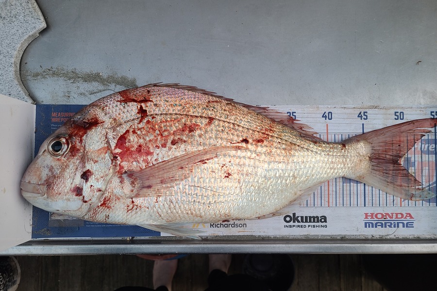 Jordan Boyd caught this 49.5cm Snapper at Wellington during The Export NZ Fishing Competition