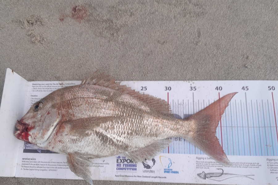 John Field caught this 38.5cm Snapper at Bay of Plenty during The Export NZ Fishing Competition
