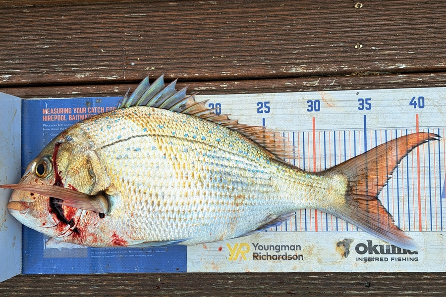 Harry Kovacs caught this 36.0cm Snapper at Wellington during The Export NZ Fishing Competition