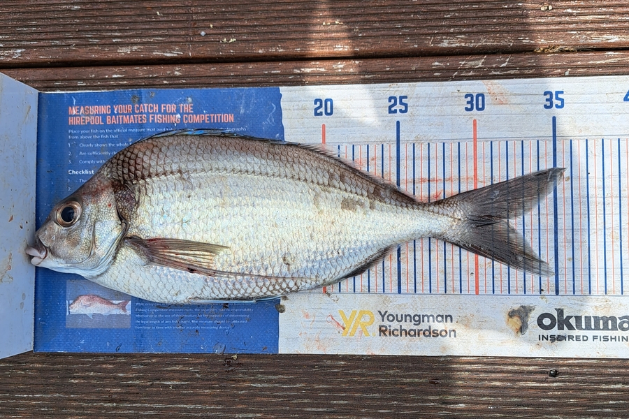 Harry Kovacs caught this 31.5cm Tarakihi at Wellington during The Export NZ Fishing Competition