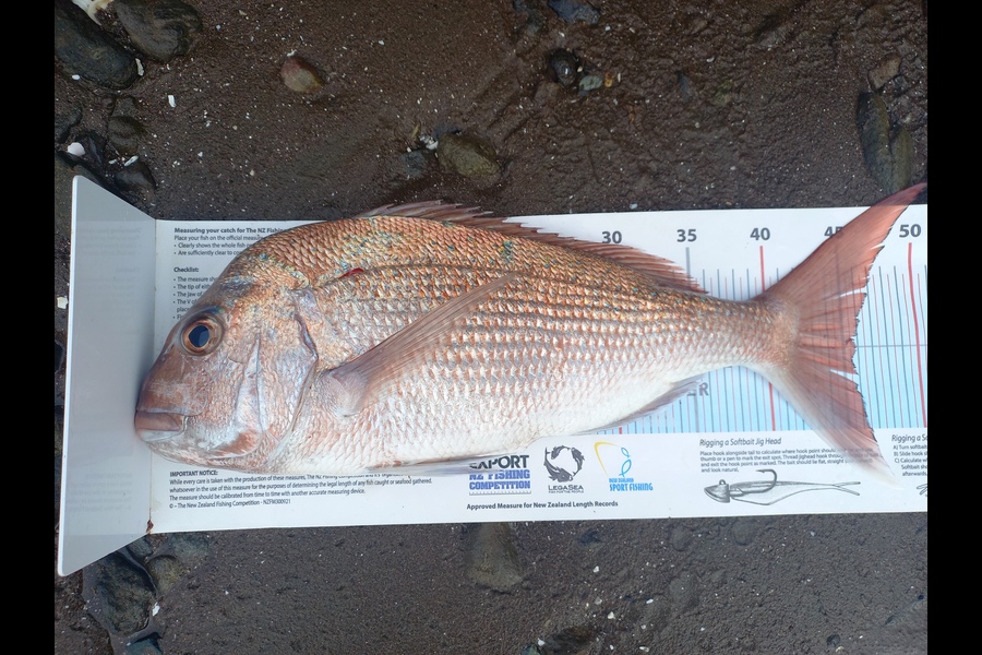 Andrew Tohu caught this 45.5cm Snapper at Northland during The Export NZ Fishing Competition