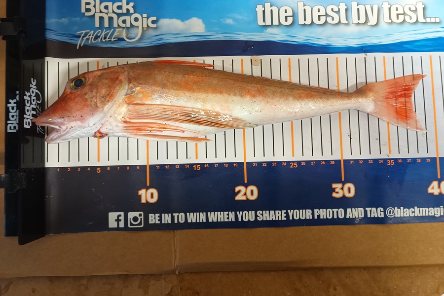 Colin Kerr caught this 37.5cm Gurnard at East Cape during The Export NZ Fishing Competition