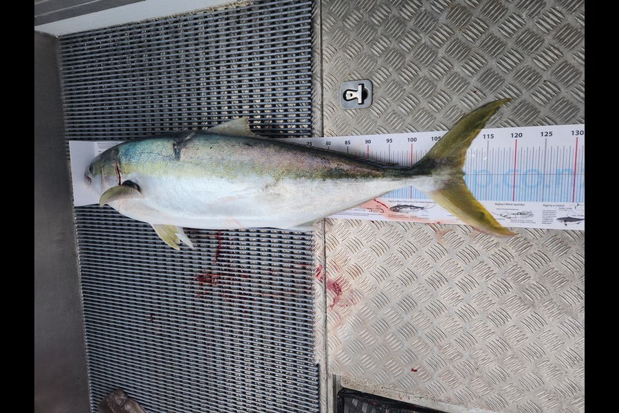 cory holdaway caught this 110.5cm Kingfish at Nelson/Marlborough during The Export NZ Fishing Competition