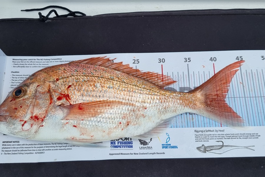 Dan Lusby caught this 41.0cm Snapper at Bay of Plenty during The Export NZ Fishing Competition