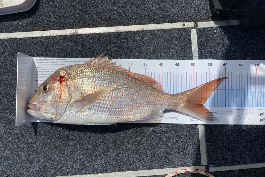 Nicholas Beets caught this 53.0cm Snapper at Northland during The Export NZ Fishing Competition