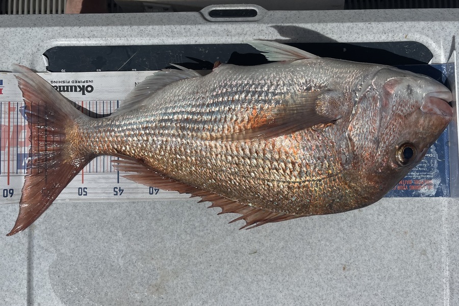 Brendan Lochead caught this 57.0cm Snapper at Auckland during The Export NZ Fishing Competition