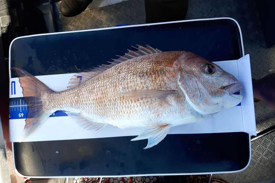 Dave Lean caught this 62.5cm Snapper at Auckland during The Export NZ Fishing Competition