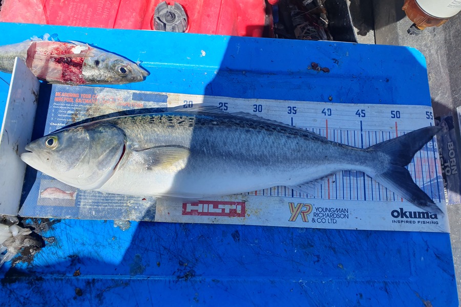 Dan Musson caught this 50.5cm Kahawai at Wellington during The Export NZ Fishing Competition