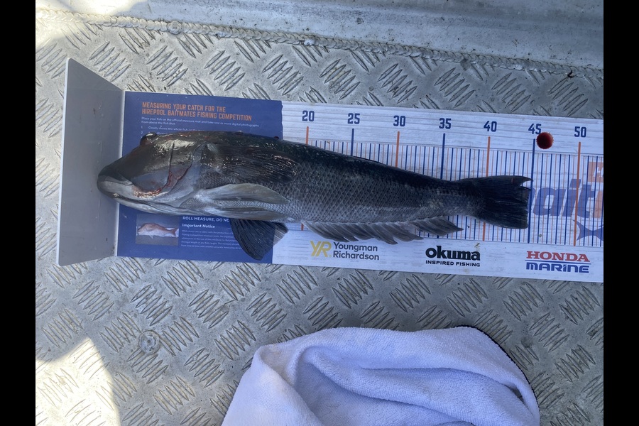 Tony Flowers caught this 44.5cm Blue Cod at Wellington during The Export NZ Fishing Competition