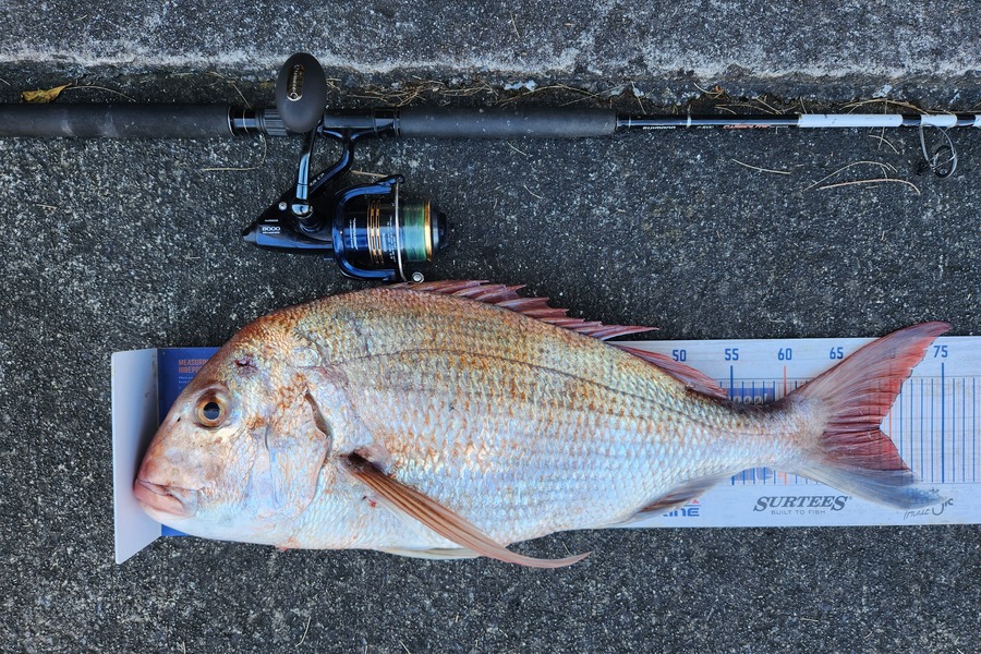 Logan Woods caught this 69.0cm Snapper at Wellington during The Export NZ Fishing Competition