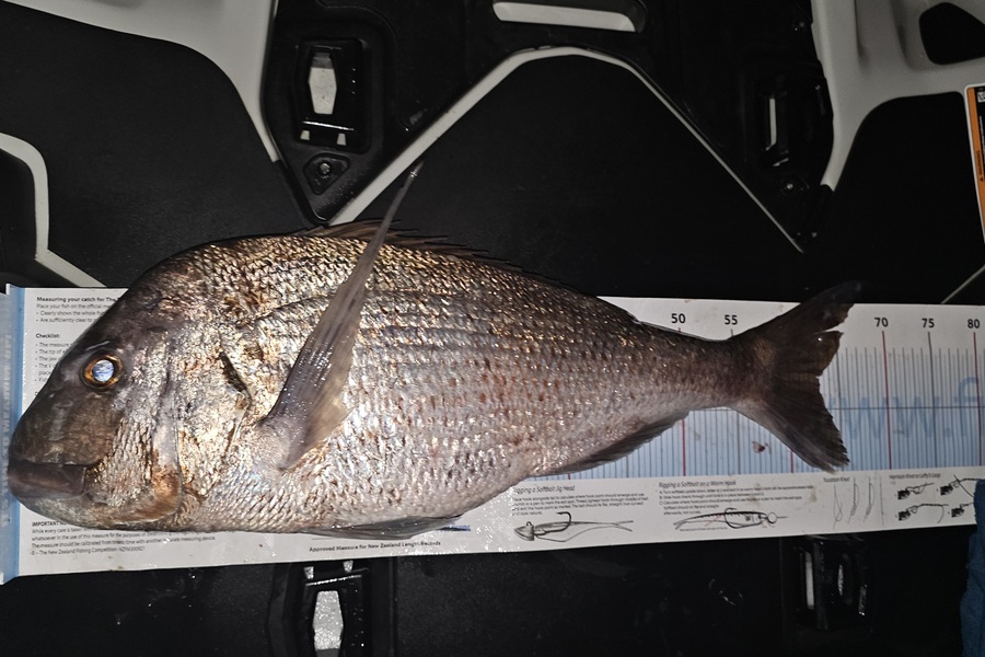 Gareth Halliburton caught this 63.0cm Snapper at Coromandel during The Export NZ Fishing Competition