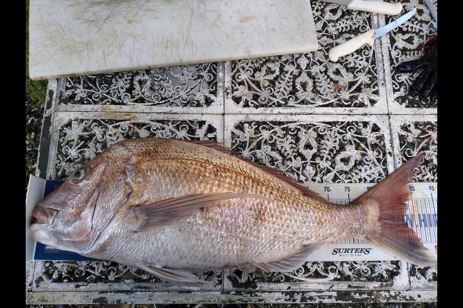 Geoff Preston caught this 87.0cm Snapper at Taranaki during The Export NZ Fishing Competition