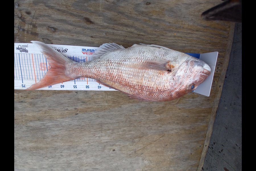 Sandra Dicker caught this 63.5cm Snapper at Waikato during The Export NZ Fishing Competition