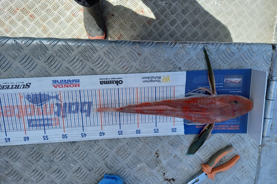 Sandra Dicker caught this 40.0cm Gurnard at Waikato during The Export NZ Fishing Competition