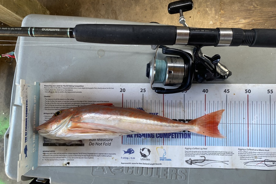 Ryan Mitchell caught this 43.0cm Gurnard at Nelson/Marlborough during The Export NZ Fishing Competition