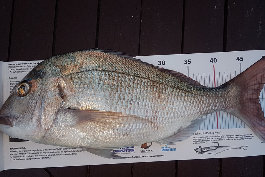 Paul  Alexander caught this 48.0cm Snapper at Northland during The Export NZ Fishing Competition