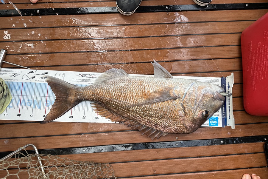 Jack Laity caught this 66.5cm Snapper at Great Barrier Island  during The Export NZ Fishing Competition