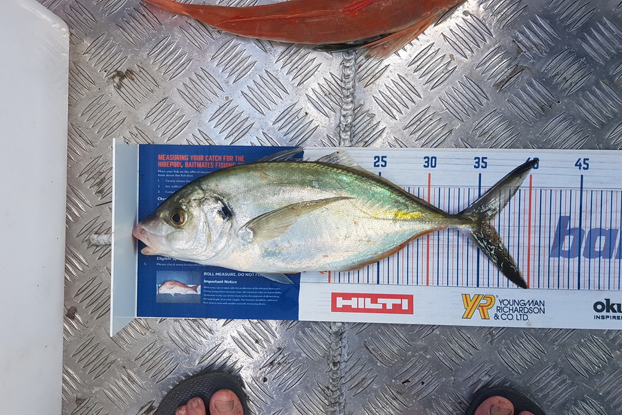 Glenn Lucas caught this 36.0cm Trevally at Auckland during The Export NZ Fishing Competition