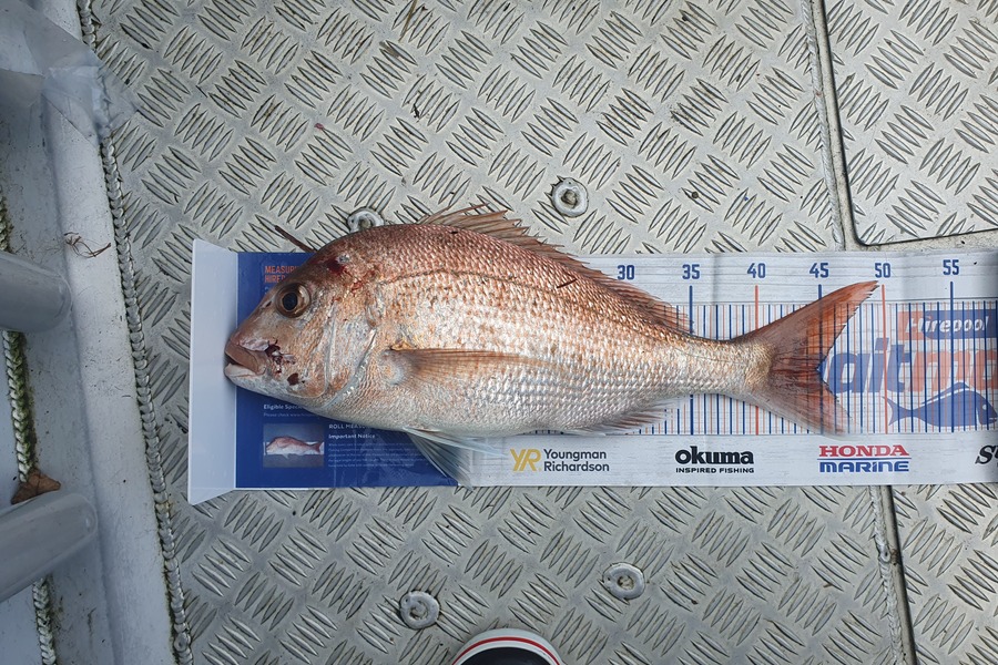 James Bailey caught this 44.5cm Snapper at Bay of Plenty during The Export NZ Fishing Competition
