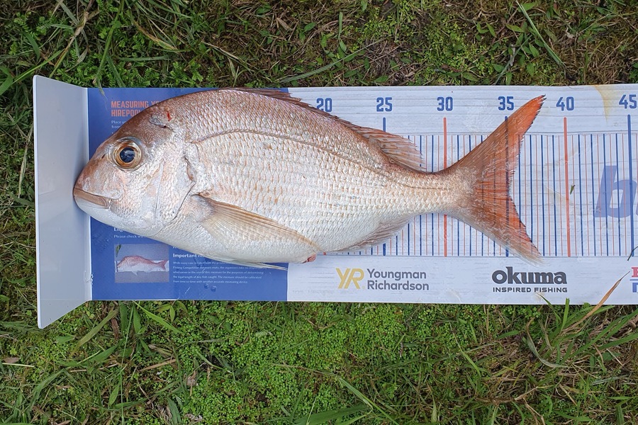 Simon Roberts caught this 35.0cm Snapper at Coromandel during The Export NZ Fishing Competition