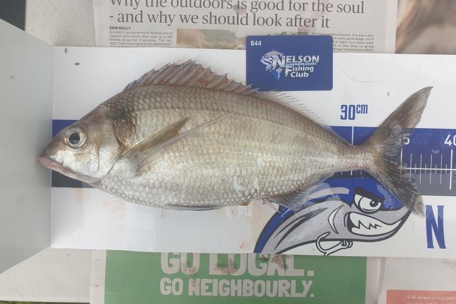Gareth  Nicholson  caught this 35.0cm Tarakihi at Nelson/Marlborough during The Export NZ Fishing Competition
