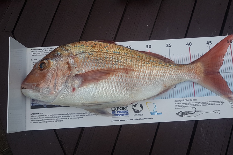 Paul  Alexander caught this 46.0cm Snapper at Northland during The Export NZ Fishing Competition
