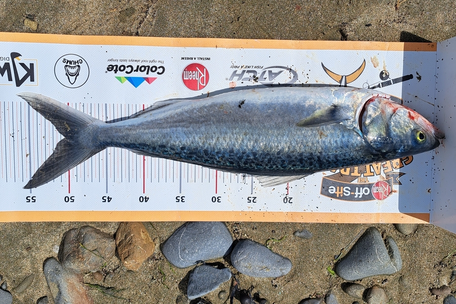 Harry Kovacs caught this 50.5cm Kahawai at Wellington during The Export NZ Fishing Competition