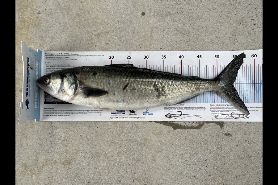 David Croucher caught this 54.0cm Kahawai at Northland during The Export NZ Fishing Competition