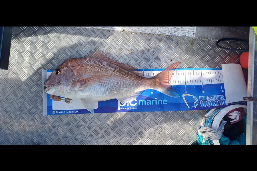 Joshua  Melchers  caught this 70.0cm Snapper at Bay of Plenty during The Export NZ Fishing Competition