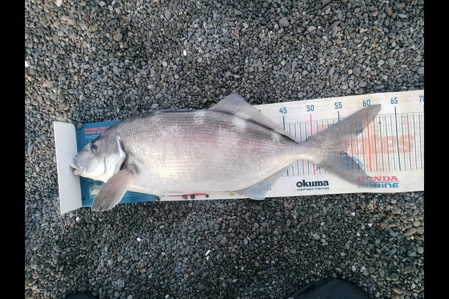 Estella  Carmichael  caught this 55.5cm Blue Moki at Hawkes Bay during The Export NZ Fishing Competition