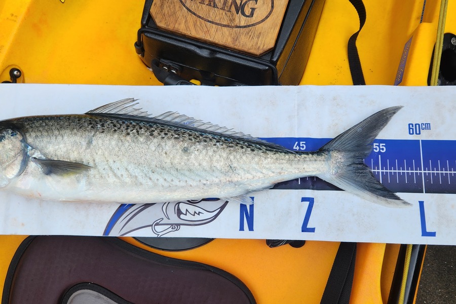 Darren Nunn caught this 53.0cm Kahawai at East Cape during The Export NZ Fishing Competition