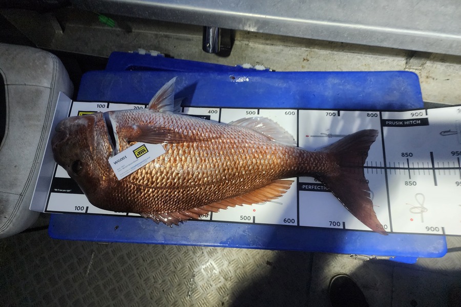Terry Fricker caught this 75.0cm Snapper at Northland during The Export NZ Fishing Competition