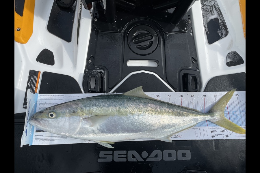 Braeden Harrison caught this 78.0cm Kingfish at Taranaki during The Export NZ Fishing Competition