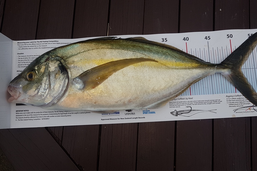 Paul  Alexander caught this 51.5cm Trevally at Northland during The Export NZ Fishing Competition