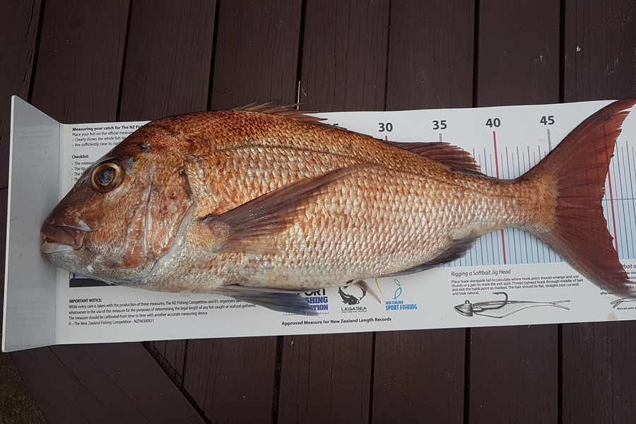 Paul  Alexander caught this 49.0cm Snapper at Northland during The Export NZ Fishing Competition