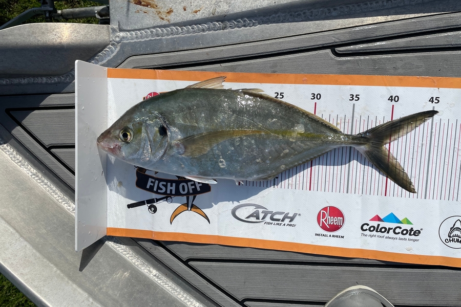 paul jackson caught this 39.0cm Trevally at Manawatu during The Export NZ Fishing Competition