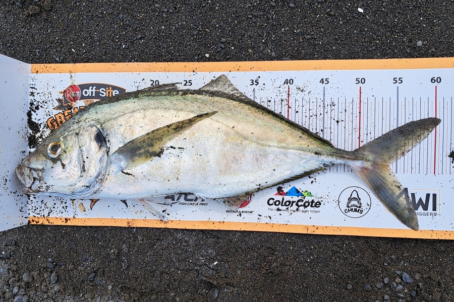 Harry Kovacs caught this 54.0cm Trevally at Wellington during The Export NZ Fishing Competition
