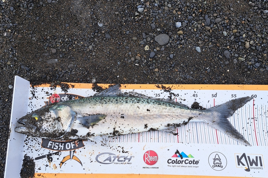 Harry Kovacs caught this 53.0cm Kahawai at Wellington during The Export NZ Fishing Competition