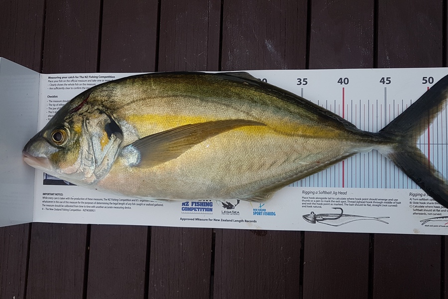 Paul  Alexander caught this 48.5cm Trevally at Northland during The Export NZ Fishing Competition