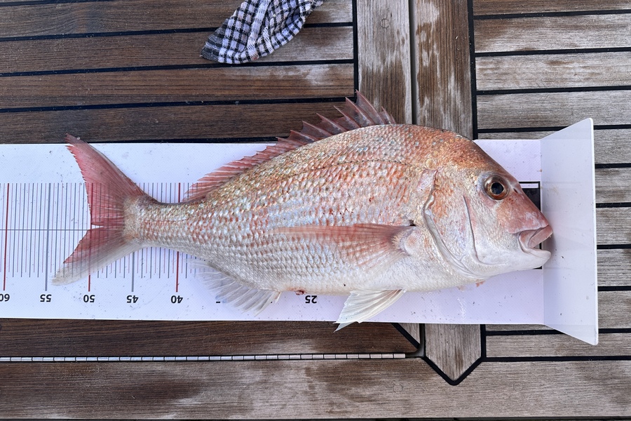 Colleen Kenny caught this 50.0cm Snapper at Auckland during The Export NZ Fishing Competition