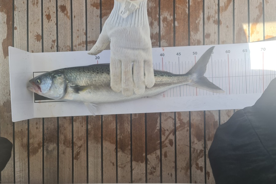 Kerrie Collie caught this 52cm Kahawai at Auckland during The Export NZ Fishing Competition