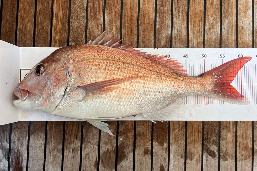 Debra Baron caught this 57.0cm Snapper at Auckland during The Export NZ Fishing Competition