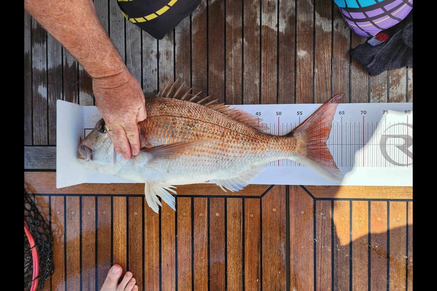 Jenna McMillan caught this 61.0cm Snapper at Auckland during The Export NZ Fishing Competition