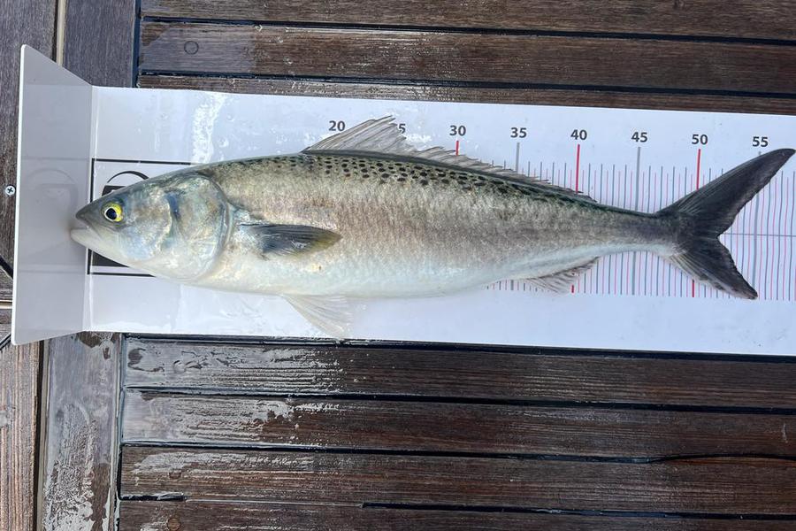 Pip Kingston caught this 52.0cm Kahawai at Auckland during The Export NZ Fishing Competition