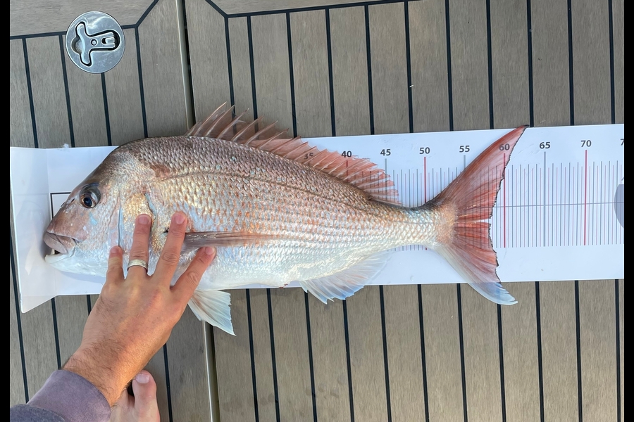 Mikayla Binns caught this 58.5cm Snapper at Auckland during The Export NZ Fishing Competition