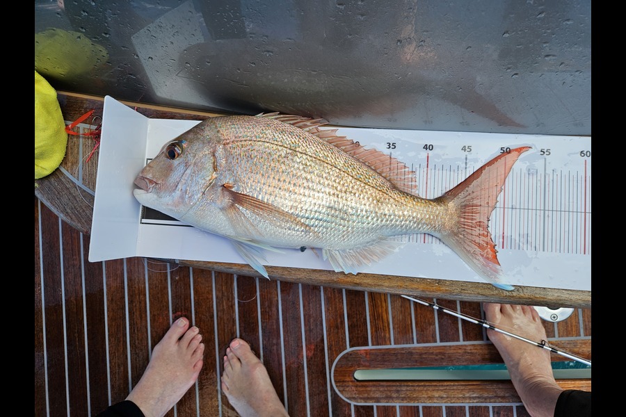 Angela Mobberley caught this 48cm Snapper at Auckland during The Export NZ Fishing Competition
