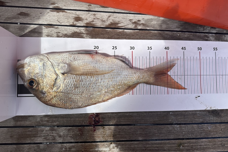 Candace Sullivan caught this 40.0cm Snapper at Auckland during The Export NZ Fishing Competition